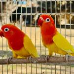 Abdusalam Profile Picture